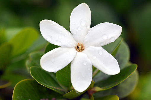 Lait Corporel MONOÏ